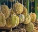 exotic fruit, the woodlands, theramineral, texas, houston